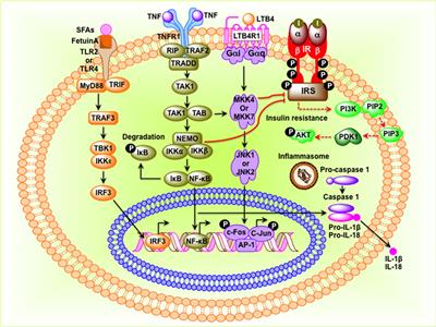 Obesity: An Immunometabolic Perspective